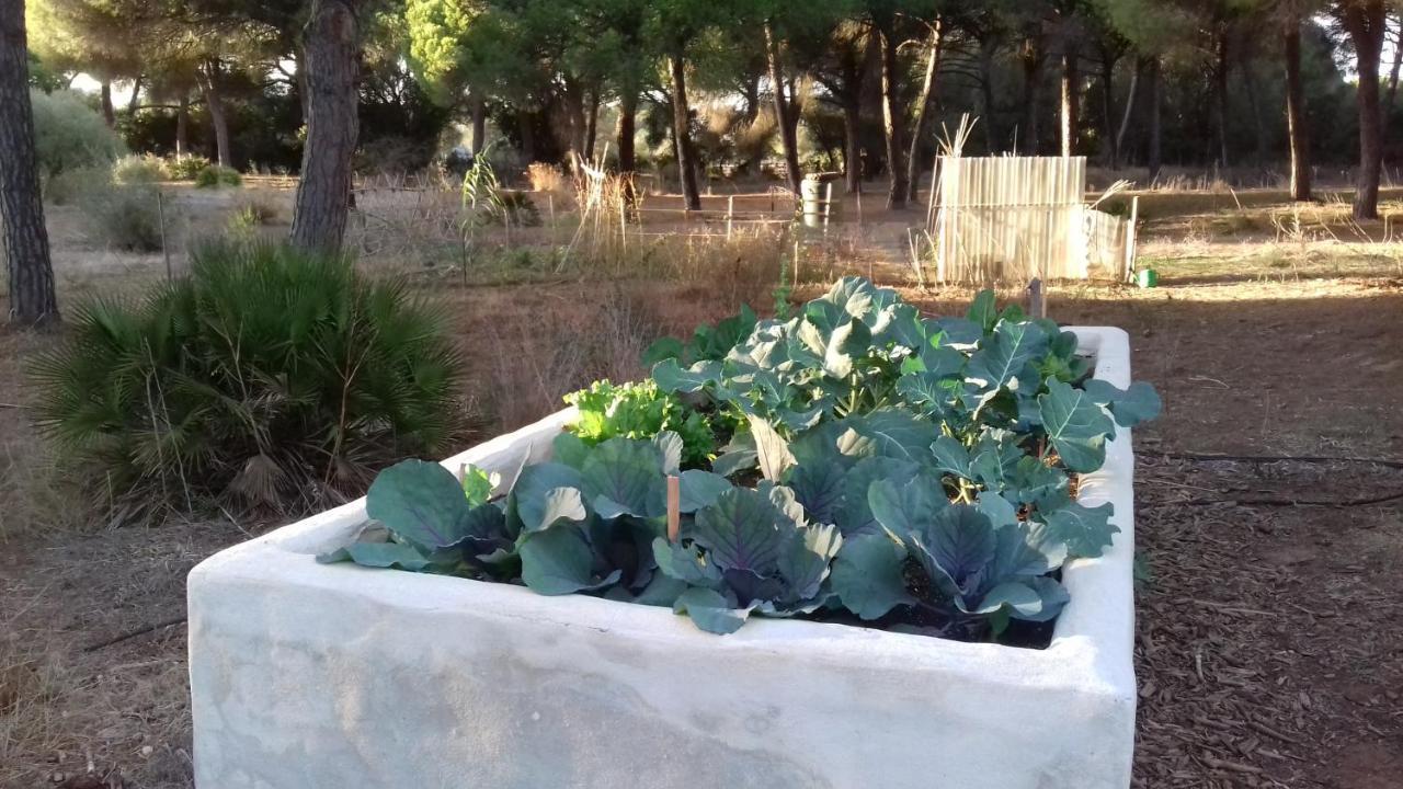 Micielo - Baumhaeuser Vejer de la Frontera Exterior photo